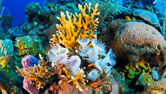WORLD OCEAN DAY: SPECIAL DIVING DESTINATIONS